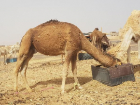 Sandar desert morocco